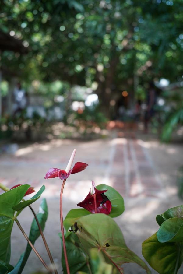 לינה וארוחת בוקר ארוגם Salty Garden Arugambay מראה חיצוני תמונה